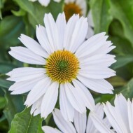 Jeżówka_Echinacea_Papallo Milk_fot. Volmary
