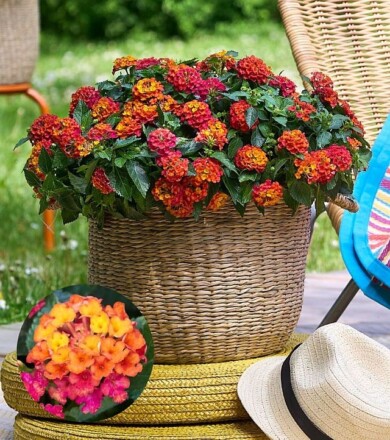 Lantana camara Playa Sun Juana__konkurs FleuroStar 2023_fot. Fleuroselect