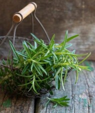 Rosmarinus officinalis AbraxMaxx_Volmary 2023