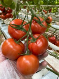 Pomidor gronowy Santiana RZ