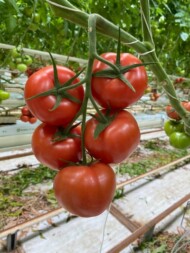 Pomidor gronowy Santiana RZ