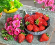 Truskawka ozdobno-użytkowa Summer Breeze Cherry (fot. Volmary)