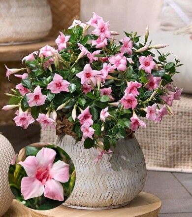 Mandevilla Sundaville® Double Blush Pink_konkurs FleuroStar 2023_fot. Fleuroselect