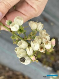 Kosmatek pospolity w kwiecie borówki