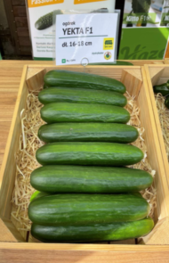 Ogórek Yecta