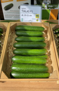 Ogórek Tialas