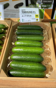 Ogórek Tormund