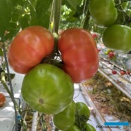 Pomidor malinowy TIAS22