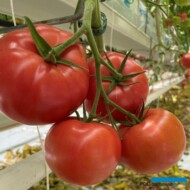 Pomidor malinowy 8C18074