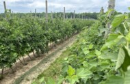 Szpalerowa plantacja porzeczki w polu