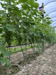 Prowadzenie krzewów porzeczki w tunelu w uprawie szpalerowej
