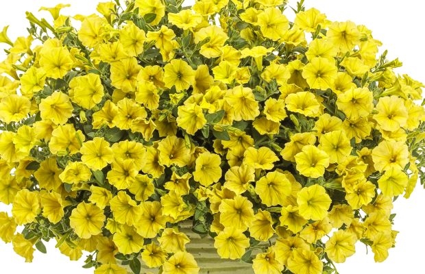 Podczas Dni Otwartych w Zaborzu 2023 zaprezentowane zostanie wiele nowości (tu: petunia Supertunia Mini Vista Yellow), fot. Plantpol