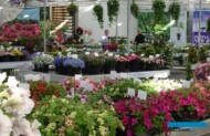 FlowerTrials 2023 były ważnym przeglądem asortymentu roślin balkonowo-rabatowych (fot. A. Cecot)