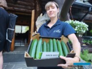 Magdalena Wyganowska (Seminis) prezentuje ogórki pod numerem DRCB 6027