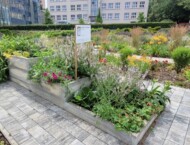 Ogrod Wrazen im. Joanny Krause_UniwersytetPrzyrodniczy w Poznaniu_fot. A-Krzyminska-Brodka