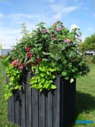 bioróżnorodne zestawy łączyły rośliny ozdobne z użytkowymi_dni Otwarte firmy Volmary 2023_Gawartowa Wola_m_fot. A-Cecot