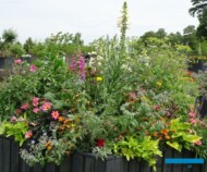 Mieszana kompozycja w pojemniku_Mix gatunków i odmian przyjaznych środowisku_Dni Otwarte firmy Volmary 2023_fot. A. Cecot