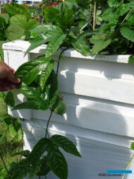 Passifora-edulis Suntropics_Dni Otwarte firmy Volmary 2023_fot. A. Cecot