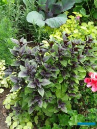 Bazylia Copa Petite Red - w mieszanej kompozycji na rabacie_Dni Otwarte firmy Volmary 2023__fot. A-Cecot