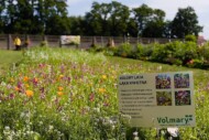„Łąka kwietna" - z oferty firmy Volmary (z nasion)_Dni Otwarte firmy Volmary 2023_fot.Volmary
