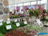 Evanthia_SelectaOne_FlowerTrials 2023_fot. A-Cecot