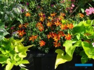 Kompozycja mieszana z uczepem_BidensTakaTuka_Dni Otwarte firmy Volmary 2023_fot. A-Cecot