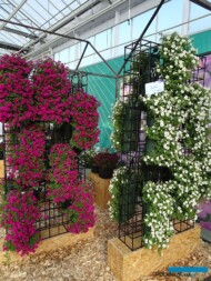 Petunia-Itsy-Magenta_i_White__FlowerPouches_SyngentaFlowers_FlowerTrials 2023_fot. A-Cecot