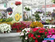 W siedzibie firmy MNP/Suntory, oprócz jej asortymentu można było zobaczyć prezentacje 5 innych uczestników FlowerTrials 2023 (Clause, Gruppo Padana, Hishtil, Jaldety, Prudac)_fot. A-Cecot