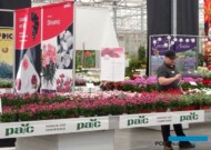 ElsnerPAC_FlowerTrials 2023_goździki Dinamic do uprawy w doniczkach_fot. A-Cecot