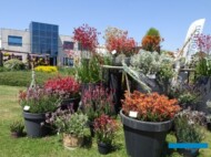 Anigozanthos_MarathonPlants_FlowerTrials2023_fot. A-CecotC