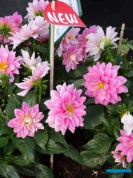 Dahlia Labella Medio Pink__Dni Otwarte PlantpolZaborze 2023_fot. A. Cecot