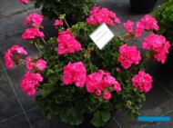 Pelargonium zonale Dolomites Shocking_Dni Otwarte PlantpolZaborze 2023_fot. A. Cecot