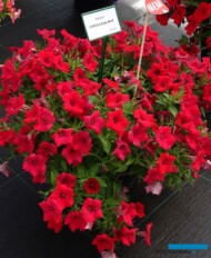 Petunia Capella Ruby Red_Dni Otwarte PlantpolZaborze 2023_fot. A. Cecot