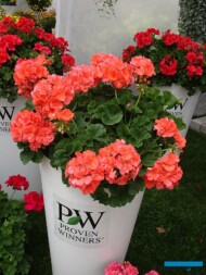 Pelargonium Champion Salmon_Dni Otwarte PlantpolZaborze 2023_fot. A. Cecot