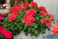 Pelargonium ChampionMandarin_Dni Otwarte PlantpolZaborze 2023_fot. A. Cecot
