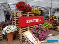 ×Petchoa - kolekcja odmian z serii BeautiCal_Dni Otwarte PlantpolZaborze 2023_fot. A. Cecot