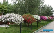 Petunia Supertunia_VISTA_Dni Otwarte PlantpolZaborze 2023_fot. A. Cecot