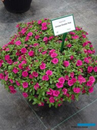 Calibrachoa Superbells UniqueDoublePink_Dni Otwarte PlantpolZaborze 2023_fot. A. Cecot