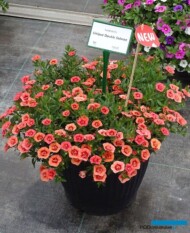 Calibrachoa Superbells Unique Double Salmon_Dni Otwarte PlantpolZaborze 2023_fot. A. Cecot