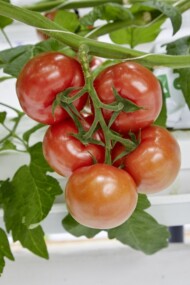 Pomidor gronowy E15A.43014 z wysoką odpornością na ToBRFV - HREZ