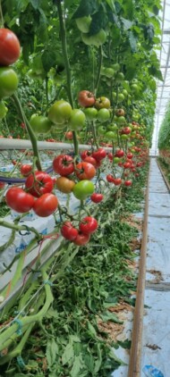 Plonowanie pomidorów w pełni (4 lipca 2023)