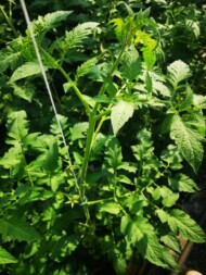 Wierzchołek rośliny pomidora, grona tworzące się w wierzchołkowej części rośliny (4 lipca 2023)