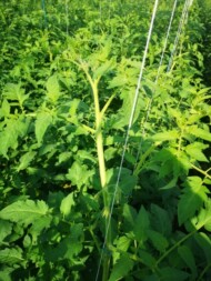 Wierzchołek rośliny pomidora, grono tworzące się w wierzchołkowej części rośliny (4 lipca 2023)