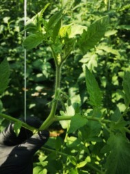 Wierzchołek rośliny pomidora, grono tworzące się w wierzchołkowej części rośliny (4 lipca 2023)