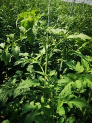 Wierzchołki roślin pomidora (4 lipca 2023)