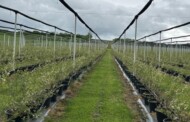 Plantacja borówki
