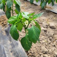 Długotrwała stagnacja wzrostu nie sprzyjała rozbudowie rośliny