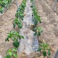 Rośliny papryki słabo rozbudowywały się