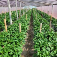 Na wielu plantacjach tak wyglądały rośliny 2 -3 tygodnie po posadzeniu