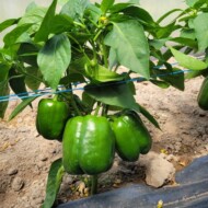 Kilka liści i kilka owoców. Ta roślina będzie miała bardzo długą przerwę w plonowaniu